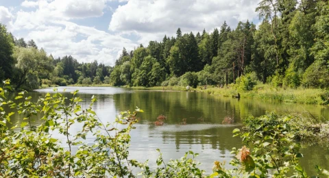 Парки