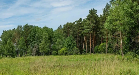 Парки